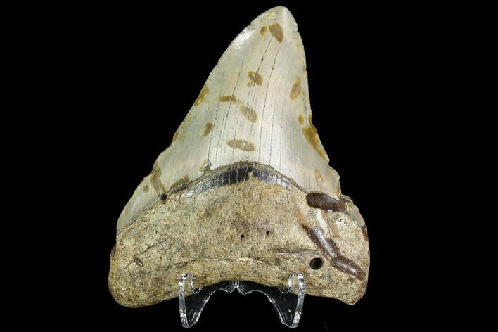 Fossil Megalodon Tooth - North Carolina #109536